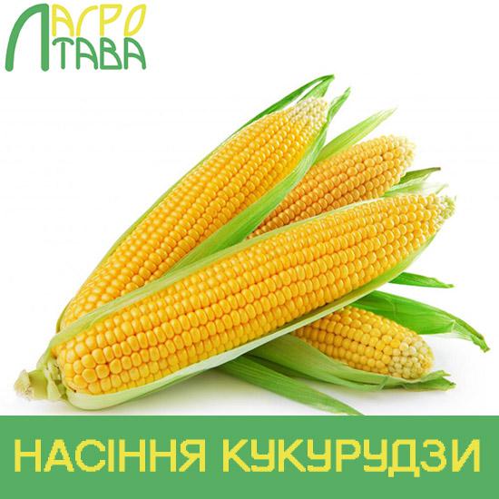 Семена кукурузы ДН Пивиха, Институт зерновых культур НААН Украины