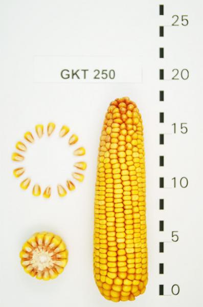 Семена Кукурузи ГКТ 250 (ФАО 250) Венрия, среднеранний