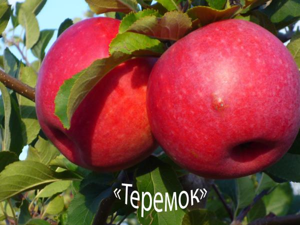 Яблуня "Теремок "