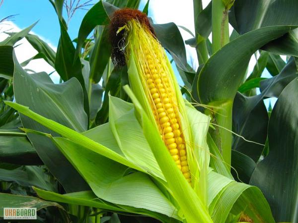 Гибрид кукурузы Mas 25.F, Maїsadour