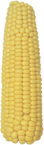 Семена кукурузы РАМ 1033