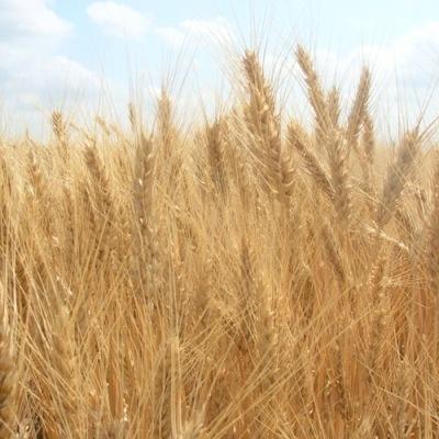 Семена озимой мягкой пшеницы Селевита