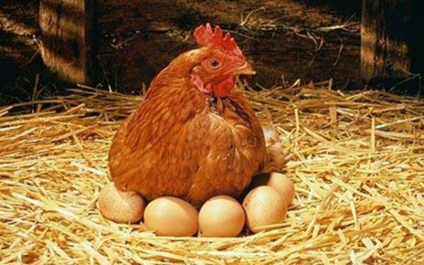 Инкубационное Яйцо Несушки Тетра H