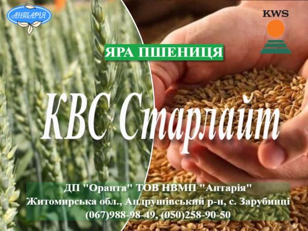 Семена яровой пшеницы КВС Старлайт (СН, первая)