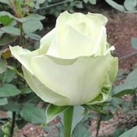 Саженцы розы чайно-гибридной Аваланж