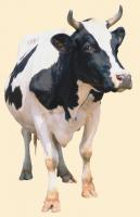 Кормовая добавка для коров Корова BioStarter