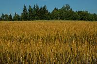 Биосил, регулятор роста зерновых и зернобобовых