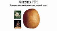 Картофель семенной Фазан