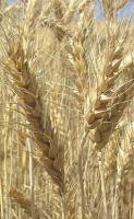 Семена чешской яровой пшеницы сорт Аранка. Элита и  1 репродукция