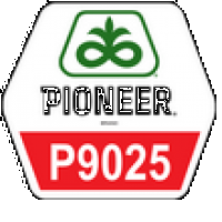 Семена кукурузы Пионер П9025, Pioneer P9025