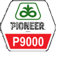 Семена кукурузы Пионер П9000, Pioneer P9000