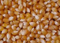 Семена кукурузы гибрида МЕЛ 272 МВ (F1) ФАО – 250