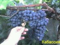 Виноград Кабассия
