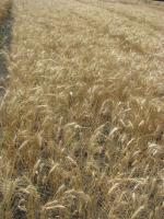 Семена пшеницы  озимой - сорт Жайвир, Элита и 1 репродукция