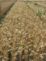 Семена пшеницы  озимой - сорт Конка, Элита
