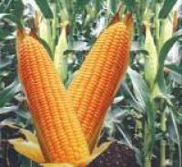 Семена кукурузы ГРАН 240, ФАО 240. Высокоурожайный, Отличная влагоотдача, No-Till. Оригинатор:  ВНИС.