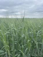 Семена пшеницы твердой яровой Династия, первая репродукция