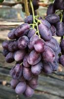 Саженцы винограда Алвика, ранний