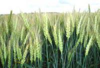 Семена пшеницы озимой Шестопаловка