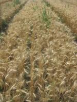 Семена пшеницы озимой Солнышко