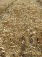 Семена пшеницы озимой Нота