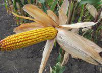 Семена кукурузы венгерской Вудсток – Гибрид ГС 210 - ФАО 210