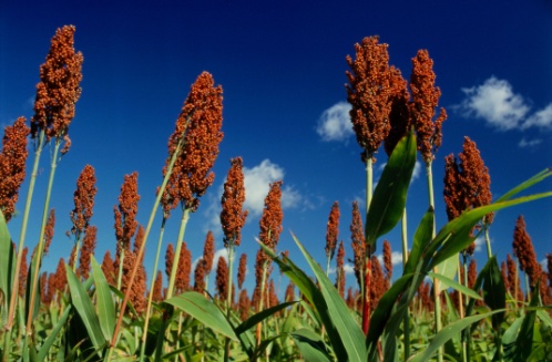 Sorgo_1