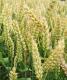 Семена озимой пшеницы Ласточка Одесская