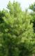 Сосна горная Pinus mugo mughus. Горшок Р9
