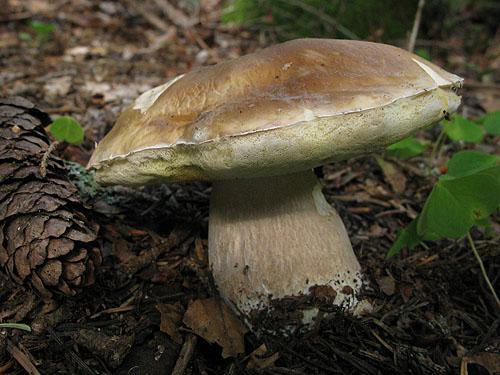 Белый гриб сосновый мицелий