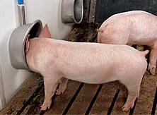 Поилки для свиней ᐅ Купить поилку для свиней | Ukrferma