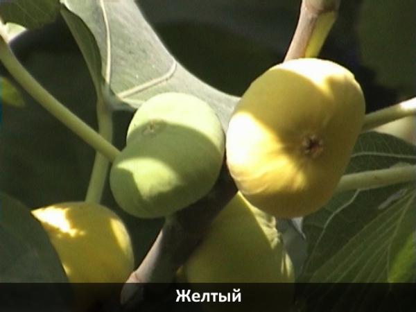Магазин Саженцев Мелитополь Магазин Саженцев Мелитополь