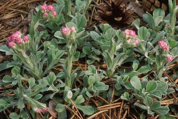 Кошачья лапка двудомная (Antennaria dioica)