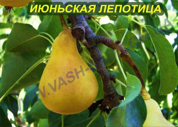 Груша Июньская Фото