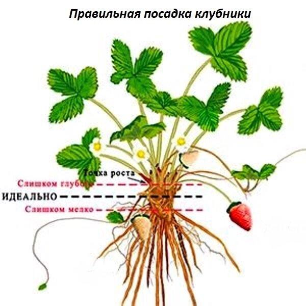 Клубника: что это такое?