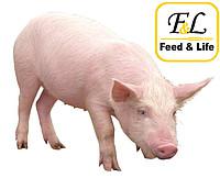 Особенности кормления свиней и поросят — нормы и рацион