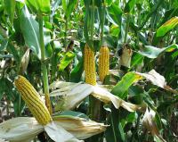 Семена кукурузы украинской селекции