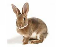 Комбикорм универсальный кролики, 25 кг, F10
