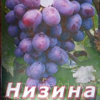 Саженец винограда сорт Низина