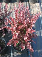 Саженцы барбариса  Berberis thunbergii 1,5 м