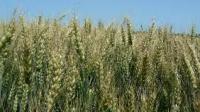 Семена пшеницы озимой Шестопаловка (дворучка) ЧССОП БОР