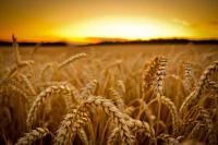 Пшеница озимая Статная Элита
