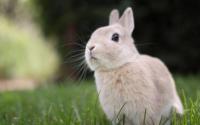 Премикс для кроликов ШенМикс ФАР с аминокислотами 2,5%