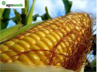 Семена кукурузы Плевен / Pleven