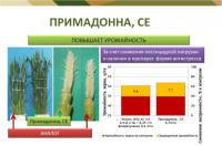 Гербицид Примадонна 