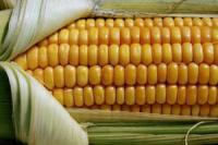 Семена кукурузы Оржица 230 МВ