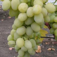 Саженцы винограда Мускат посада