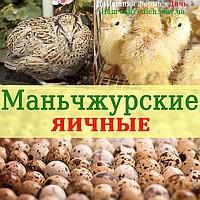 Инкубационное яйцо перепела Маньчжурские