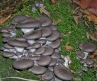 Микроклимат в процессе выращивания грибов