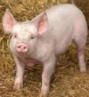 БВМД для свиней Финишер 12,5% (60-110 кг) ТМ Стандарт Агро